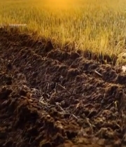  双手捧起肥沃土壤特写(1)3925#竖屏 	 