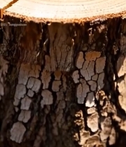  树桩年轮特写(5)7337#竖屏 	 