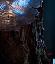  树桩年轮特写(4)6719#竖屏 	 