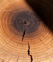  树桩年轮阳光照射特写1379#竖屏 	 