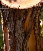  树桩年轮特写(1)4453#竖屏 	 