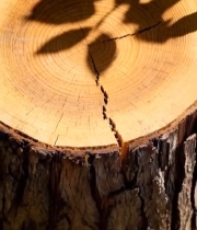  树桩截面及树叶阴影特写3371#竖屏 	 