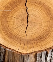  树桩横截面特写(4)2947#竖屏 	 