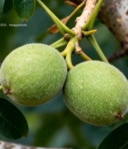  树枝上的青核桃果实683#竖屏 	 