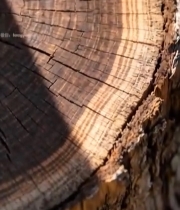  树桩横截面特写387#竖屏 	 