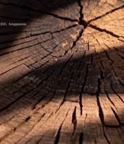  树桩横截面特写(3)2466#竖屏 	 