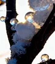  树枝上积雪与冰珠特写4636#竖屏 	 