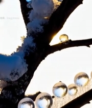  树枝覆雪带露珠自然素材3181#竖屏 	 