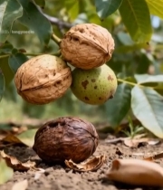  树枝上的新鲜核桃特写2536#竖屏 	 