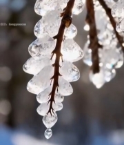  树枝上晶莹剔透的冰挂1156#竖屏 	 