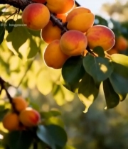  树枝上成熟的杏子特写5379#竖屏 	 