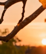  树枝上的核桃特写2767#竖屏 	 