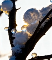  树枝覆雪带水滴特写画面6042#竖屏 	 