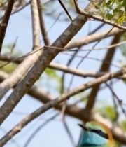  树枝上的两只蓝喉蜂虎(1)7204#竖屏 	 