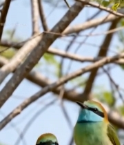  树枝上的两只蓝喉蜂虎(1)7204#竖屏 	 