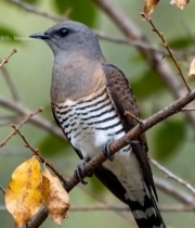  树枝上栖息的鸟类2792#竖屏 	 