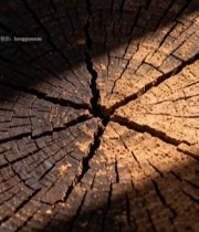  树桩横截面特写(1)1467#竖屏 	 