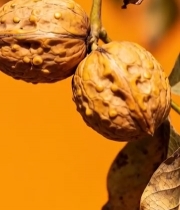  树枝上的核桃果实特写1808#竖屏 	 