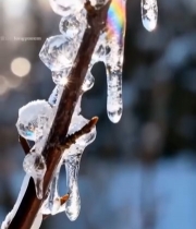  树枝上晶莹剔透的冰柱特写4583#竖屏 	 