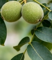  树枝上的青核桃果实(3)6025#竖屏 	 