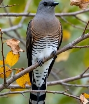  树枝上栖息的鸟4975#竖屏 	 