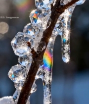  树枝上晶莹剔透的冰晶体1537#竖屏 	 