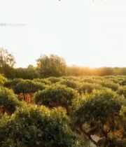  树上挂满成熟橙子2797#竖屏 	 