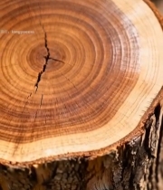  树干横截面微距特写(2)1425#竖屏 	 