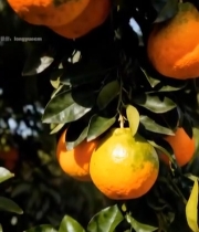  树上挂着的新鲜橘子(1)5919#竖屏 	 