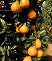  树上挂着的新鲜橘子5838#竖屏 	 