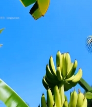  树上成串未成熟绿色香蕉2569#竖屏 	 