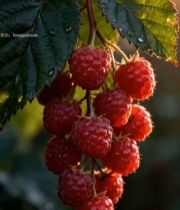  树莓果实特写(2)5857#竖屏 	 