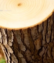  树木年轮特写素材(1)3842#竖屏 	 