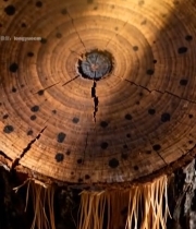  树干横截面特写(15)6683#竖屏 	 