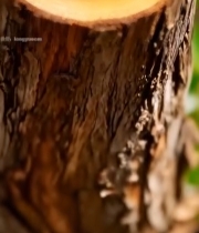  树干横截面特写()(2)6375#竖屏 	 