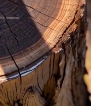  树干横截面特写(14)6665#竖屏 	 