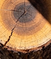  树干横截面特写(13)6506#竖屏 	 