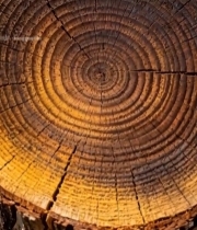 树干横截面特写(4)1352#竖屏 	 