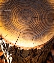  树干横截面年轮特写2880#竖屏 	 