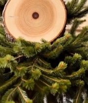  树干横截面特写(11)3747#竖屏 	 