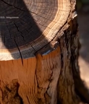  树干横截面特写(7)2683#竖屏 	 