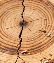  树干横截面特写(5)1747#竖屏 	 