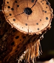  树干横截面特写(8)2845#竖屏 	 