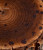  树干横截面年轮特写()4493#竖屏 	 