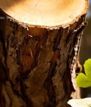  树干横截面特写(2)1058#竖屏 	 