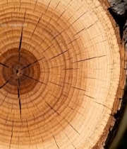  树干横截面特写(9)3211#竖屏 	 