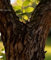  树干缝隙新生绿叶特写4780#竖屏 	 