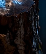  树干横截面特写(16)6788#竖屏 	 