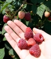  手捧新鲜树莓特写2002#竖屏 	 