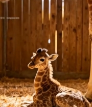  室内长颈鹿母子亲昵场景7394#竖屏 	 